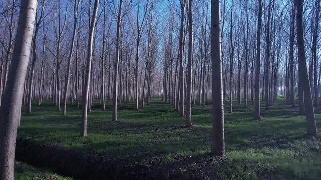 Video of tall, leafless trees in a poplar grove, intense blue sky, and winter backlighting