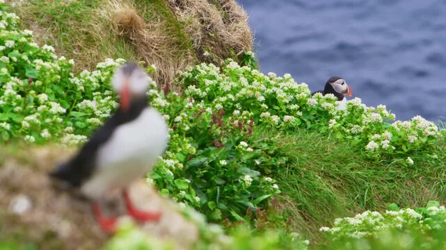 Atlantic puffin's head stands out in the background, while another perches on a grassy island in the foreground. Against the blue sea, this captures Horn&oslash;ya Island's serene, natural beauty.