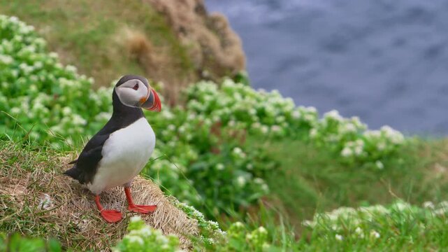 Atlantic puffin on grassy hill in Horn&oslash;ya, Norway, spreads wings. Striking plumage and iconic beak. Cliffside in North Atlantic, surrounded by lush grass. Ideal for birdwatching in scenic Scandinavia.