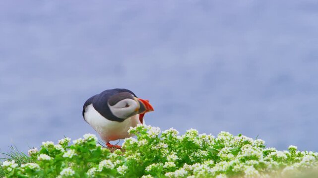 An Atlantic puffin preens amidst lush greenery on Horn&oslash;ya Island, Norway. This scene highlights the rich biodiversity and serene beauty of Finnmark's untouched wildlife and landscapes.