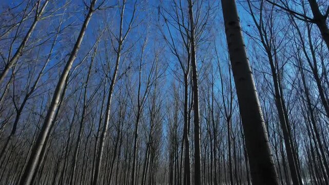 Video of tall, leafless trees in a poplar grove, intense blue sky, and winter backlighting