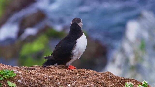 Close-up of an Atlantic puffin (Fratercula arctica) standing on a grassy cliff with waves crashing against rocks below, filmed on Horn&oslash;ya Island, northern Norway, during summer in soft Arctic light.