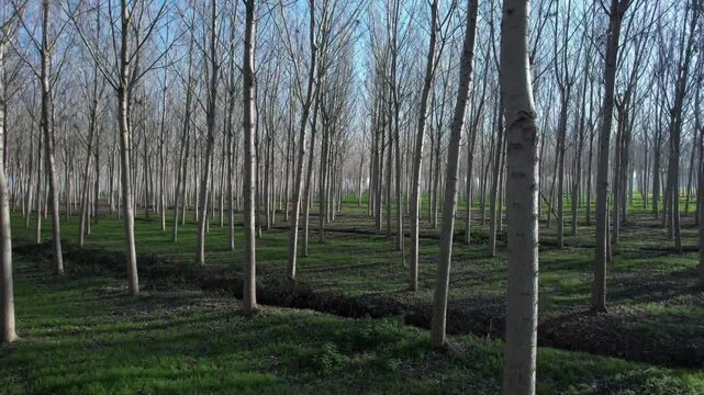 Video of tall, leafless trees in a poplar grove, intense blue sky, and winter backlighting