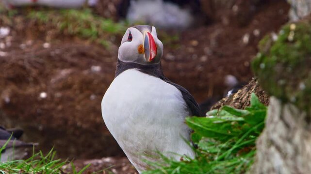 Close up of an Atlantic puffin (Fratercula arctica) displaying and spreading its wings on Horn&oslash;ya Island, Vard&oslash;, Finnmark, northern Norway, capturing arctic wildlife, travel and nature tourism.