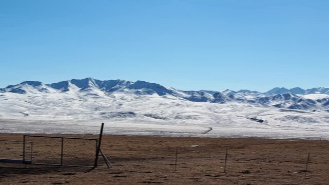 Qilian Grassland, Xining, Qinghai Province, China - A Wide Grassland with Grazing Animals Stretches Toward Snow-covered Mountains Under a Clear Blue Sky - Pan Right Shot