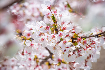 Japanese cherry Blossom (Sakura tree) spring season or hanabi season in japan, outdoor pastel color background