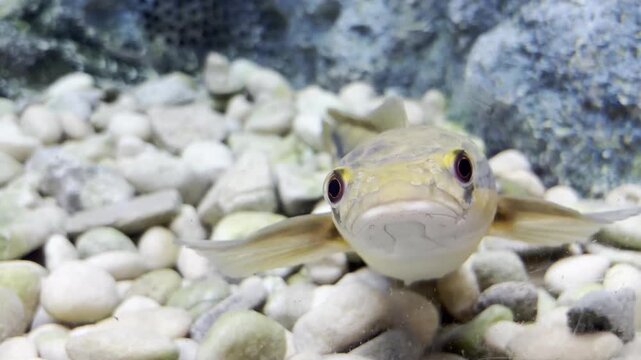 Observing the snakehead evokes a sense of awe at its strength and agility.