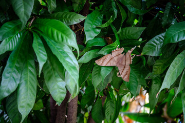 a giant moth is perched on a tree with green leaves