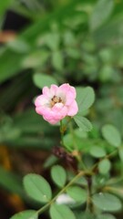 close up image of pink mini rose flower blurred background