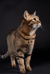 Obraz premium Realistic Brown Tabby Cat Standing and Looking Up on Black Background