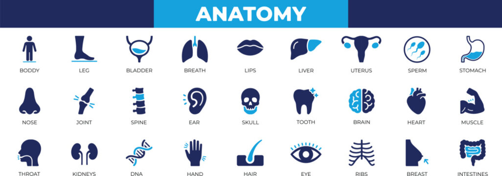 Anatomy icon set featuring human organs, bladder, brain, cognition, diagram, educational, human, imagery, kidney, lung, and ui design use.
