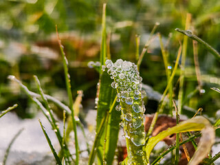 Fototapeta premium frozen drops of water on a green blade of grass