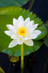Beautiful white lotus flower in the pond with green leaves