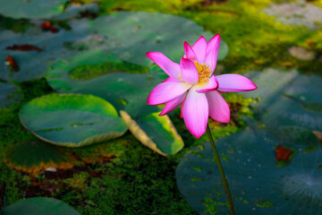 Pink lotus flower blooming in the pond with green leaves