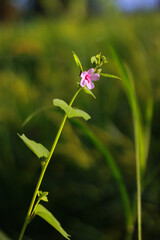 Pink flower on green grass in the morning, nature background