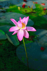 Pink lotus flower blooming in the pond with green leaves