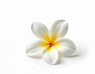 White frangipani flower with yellow center isolated on plain background. Tropical plumeria blossom, simple floral element for design. Botanical detail, nature beauty, fresh bloom.
