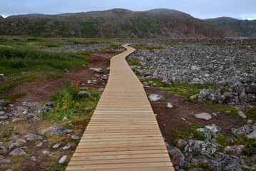 Fototapeta premium Wooden flooring (ecotrope) in the Teriberka Nature Reserve, Murmansk region, Russia