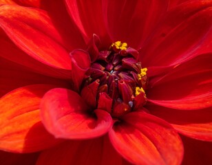 Close-up of a vibrant red flower, showing petals and center details