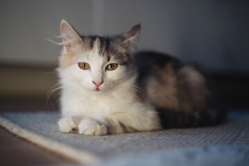 Peaceful Feline Photo Setting, Soothing Image Of Relaxed Cat On Rug With Peaceful Morning Natural Light
