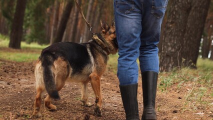 Morning adventure with German Shepherd, Man and dog trek outdoors, Walking through tall trees, Teamwork on a walk, Forest air with your dog, Exploring with your loyal pet, German Shepherd leads the