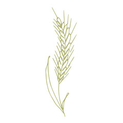 Fototapeta premium Hand drawn cereal wheat oat rye barley rice ears spikelet clipart Organic wheat bread agriculture farming harvest healthy food Single element for print packaging label design decor
