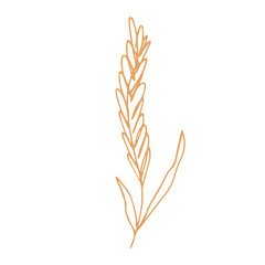 Hand drawn cereal wheat oat rye barley rice ears spikelet clipart Organic wheat bread agriculture farming harvest healthy food Single element for print packaging label design decor