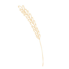 Hand drawn cereal wheat oat rye barley rice ears spikelet clipart Organic wheat bread agriculture farming harvest healthy food Single element for print packaging label design decor