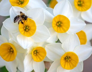 Close-up of white flowers with yellow centers, bee on one