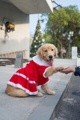 The golden retriever puppy dressed in Christmas attire sits on the ground and shakes hands with a person.