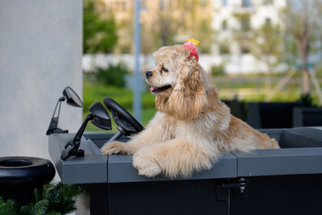 Cocker Spaniel sitting in a toy car