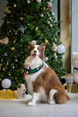 The Border Collie sits in front of the Christmas tree.