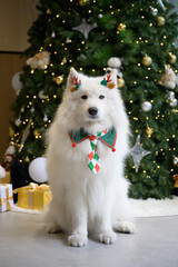 The Samoyed sits in front of the Christmas tree.
