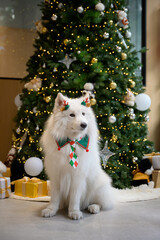The Samoyed sits in front of the Christmas tree.