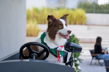 The Border Collie sits in the toy car.