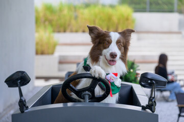 The Border Collie sits in the toy car.