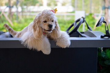 Cocker Spaniel sitting in a toy car