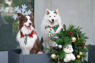 The Border Collie and a Samoyed sit together.