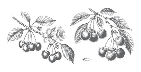 Hand drawn cherry blossom branch with fruit. Vintage cherry blossom branch with fruit in classic engraving style.