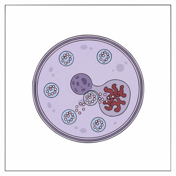 Structural Morphology of an Entamoeba Histolytica Cyst