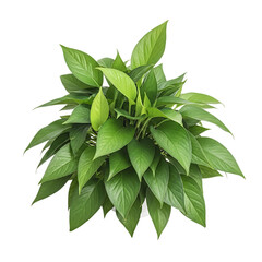 Green Plant with Large Leaves in White Pot on Isolated Background