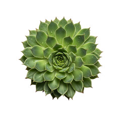 Green Succulent Plant with Water Droplets on Leaves, Isolated on White Background