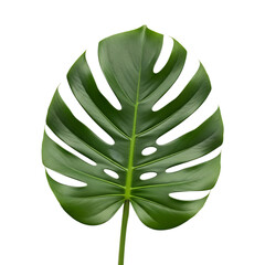 Monstera Deliciosa Leaf, Swiss Cheese Plant, Tropical Foliage