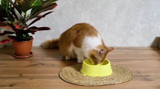 ginger cat approaches bowl beside plant on wooden table and woven mat, curious sniff and tentative paw, then focused eating, bright natural
