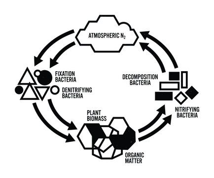 Nitrogen Cycle Diagram with Fixation, Decomposition, Nitrifying, and Denitrifying Bacteria