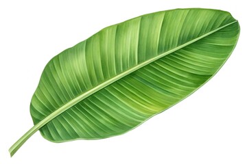 Obraz premium Fresh Green Banana Leaf Isolated on White Background