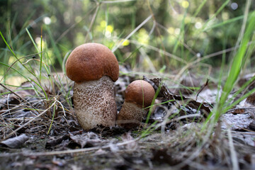 Mushroom on a hiking trail in Alaska