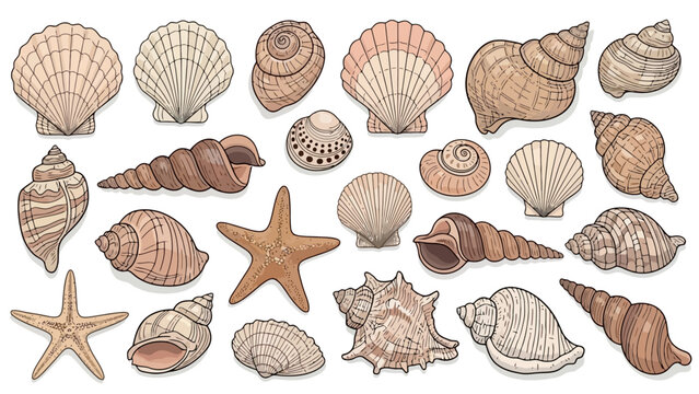 Collection of diverse seashells and starfish, illustration.