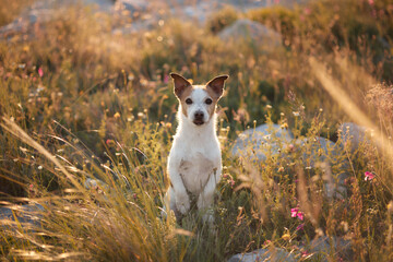 A small terrier with upright ears stands in golden dry grass at sunset. The blurred natural background and rim light create a dreamy outdoor look. © Anna Averianova