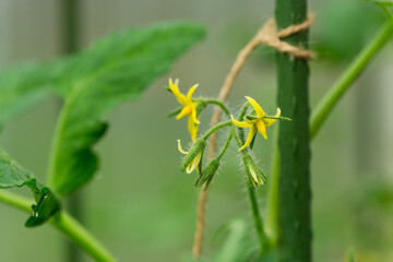 Tomato buds at the stage of fruit ovary